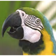 From left to right, Twitter's compression, JPEG2000, and standard JPEG.